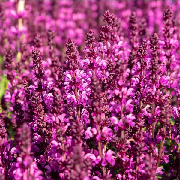 Szałwia omszona 'Royal Magenta' kwitnienie